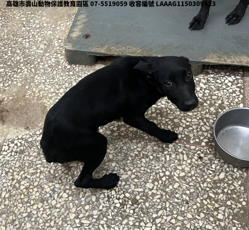 領養中型黑色公犬