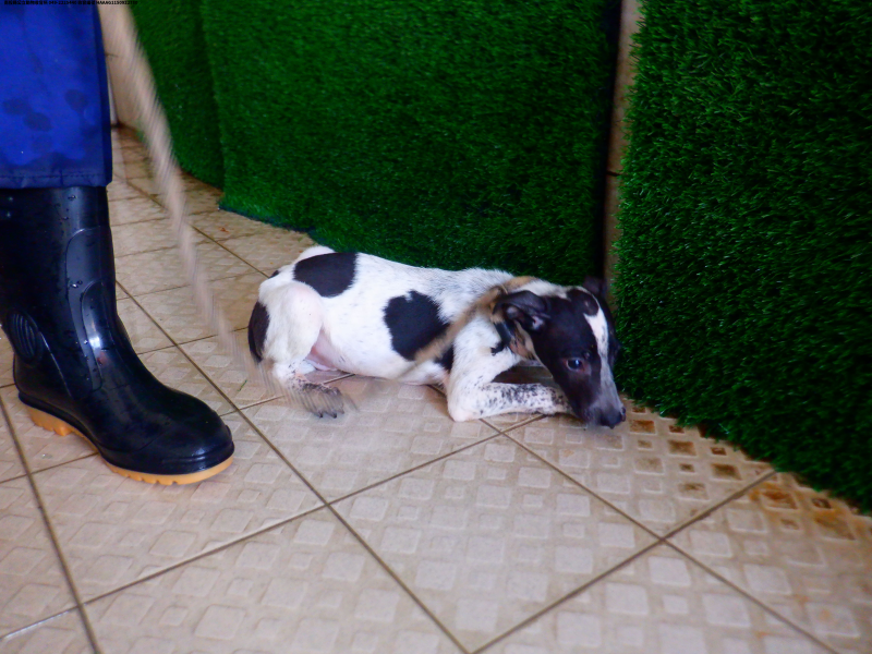 領養小型黑白色公犬