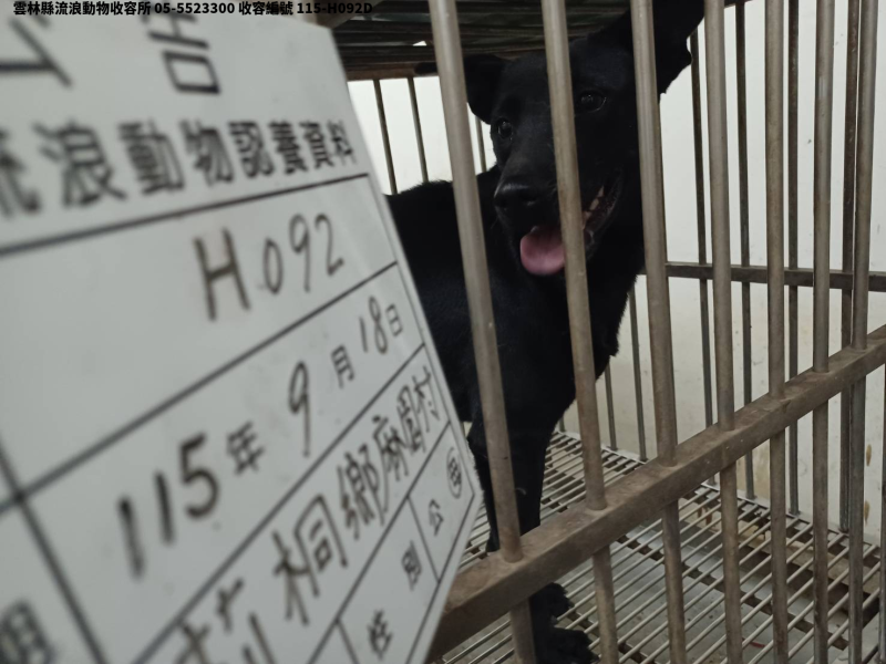 領養中型黑色母犬