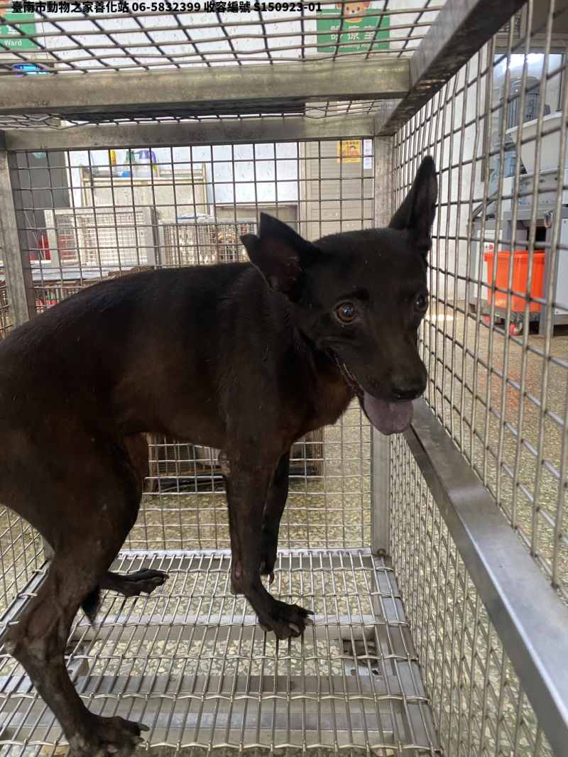 領養大型黑色母犬