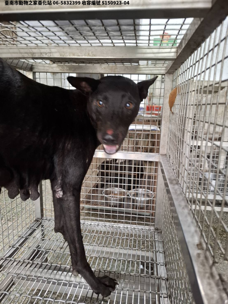 領養大型黑色母犬