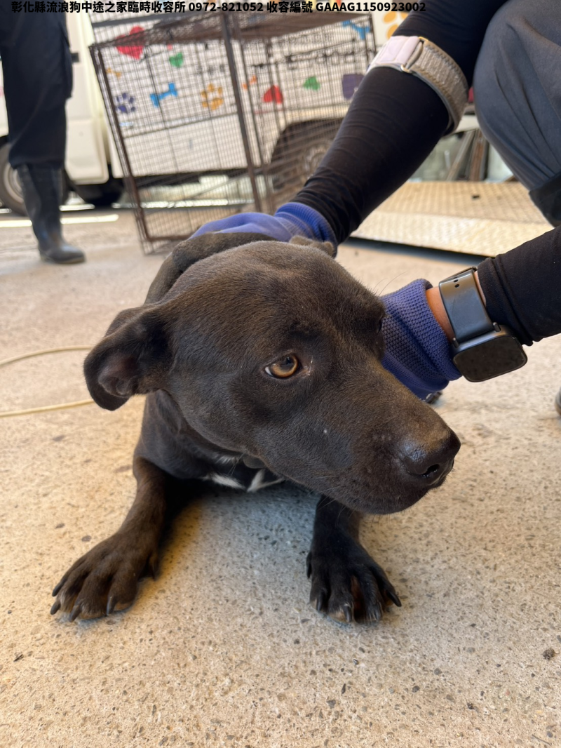 領養中型黑色母犬