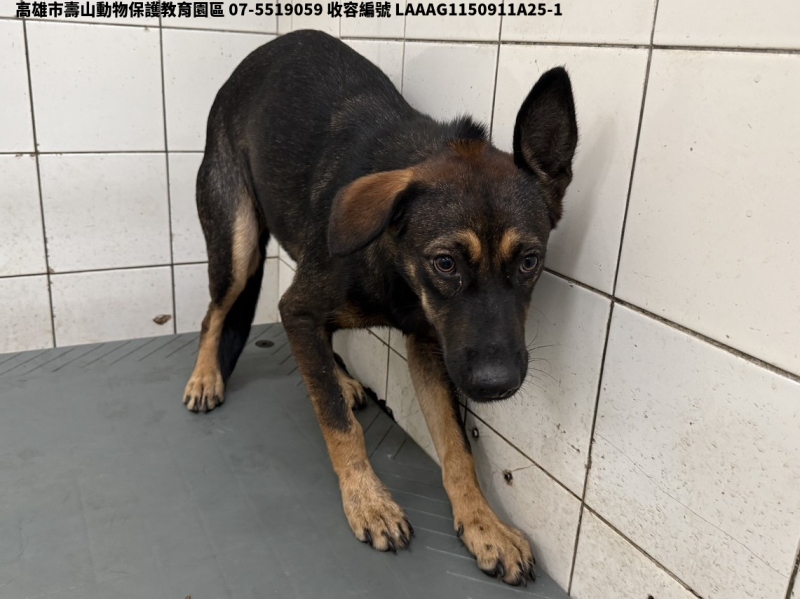 領養大型黑色母犬