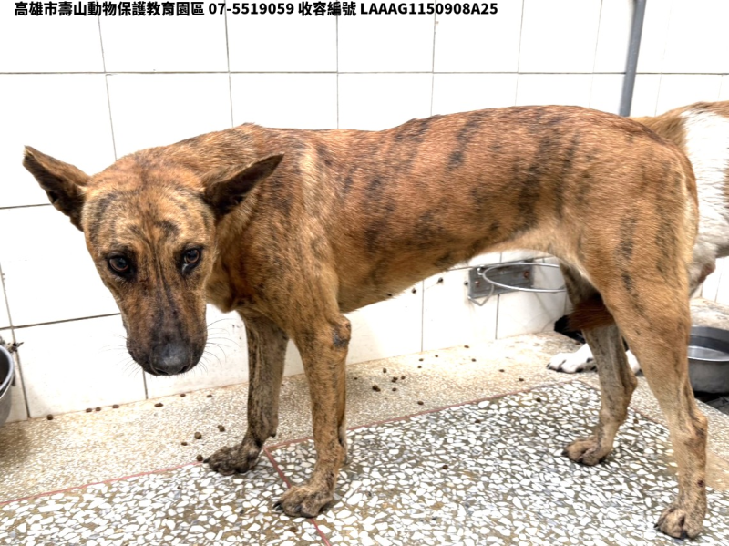 領養大型虎斑色母犬