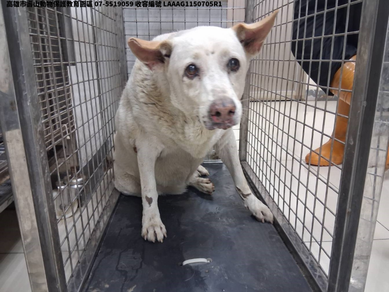 領養大型白色母犬