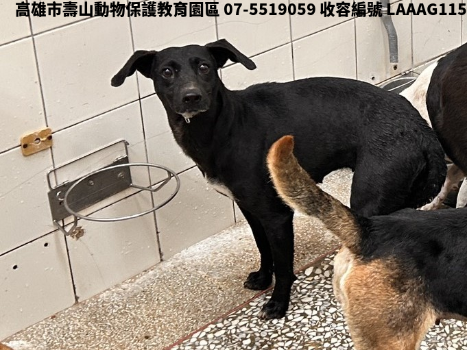 領養大型黑色母犬