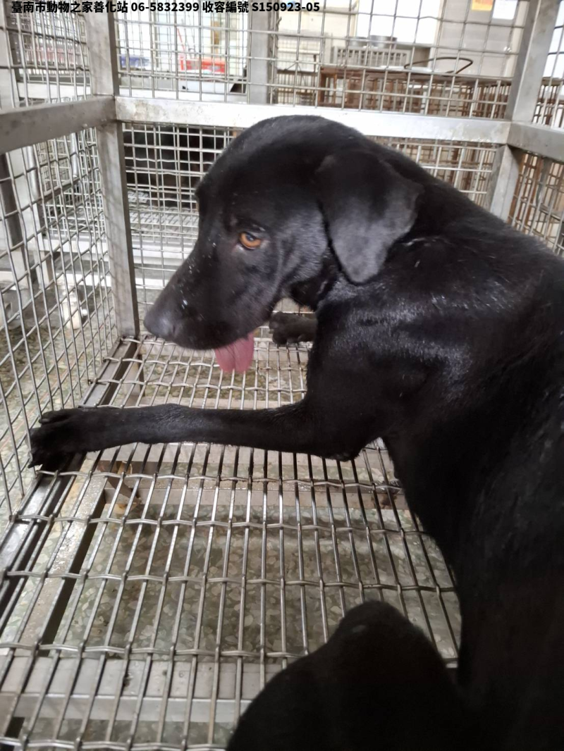 領養大型黑色母犬