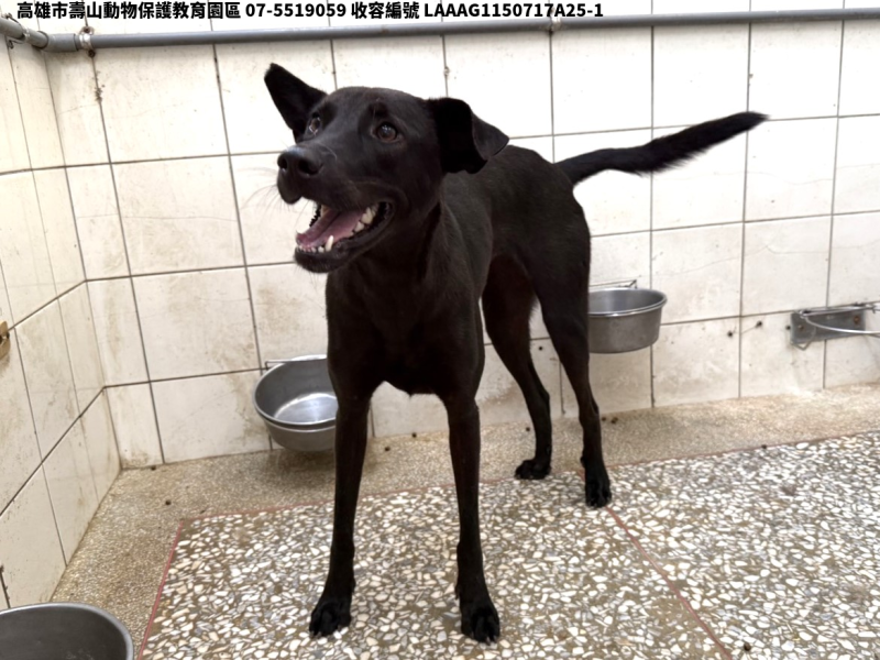 領養大型黑色母犬
