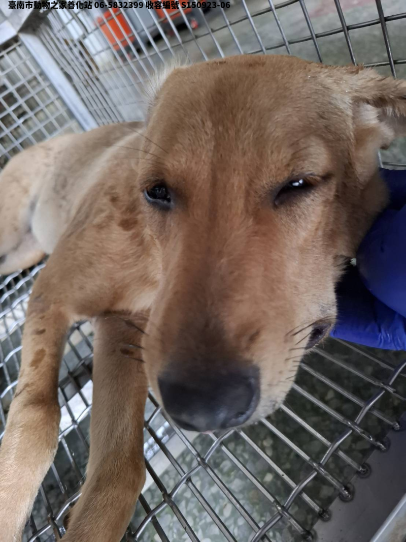 領養大型黃色母犬