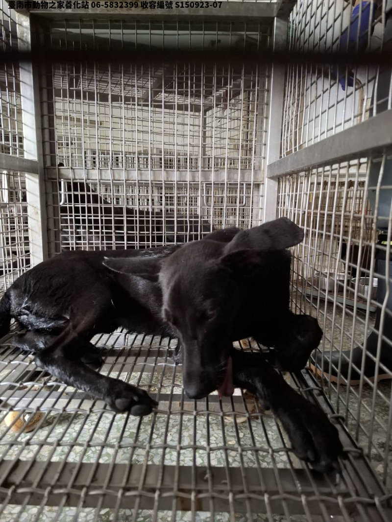 領養大型黑色母犬