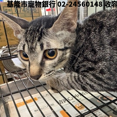 領養中型虎斑色母貓