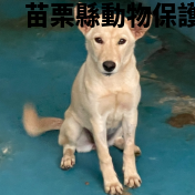 領養大型米色母犬