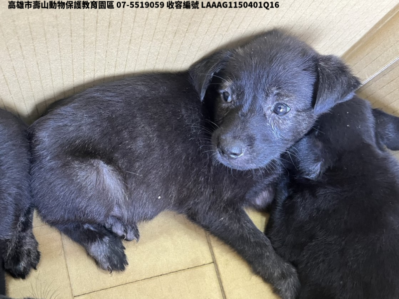 領養小型黑色公犬