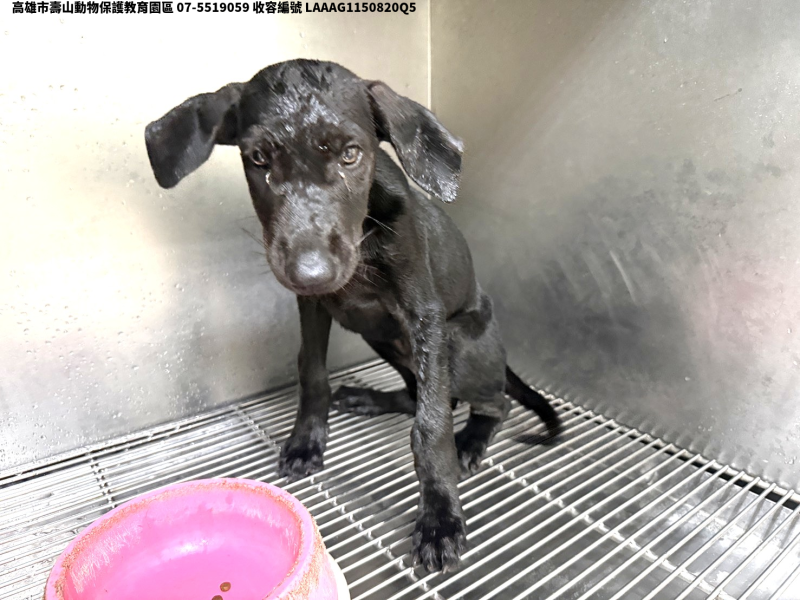 領養小型黑色公犬