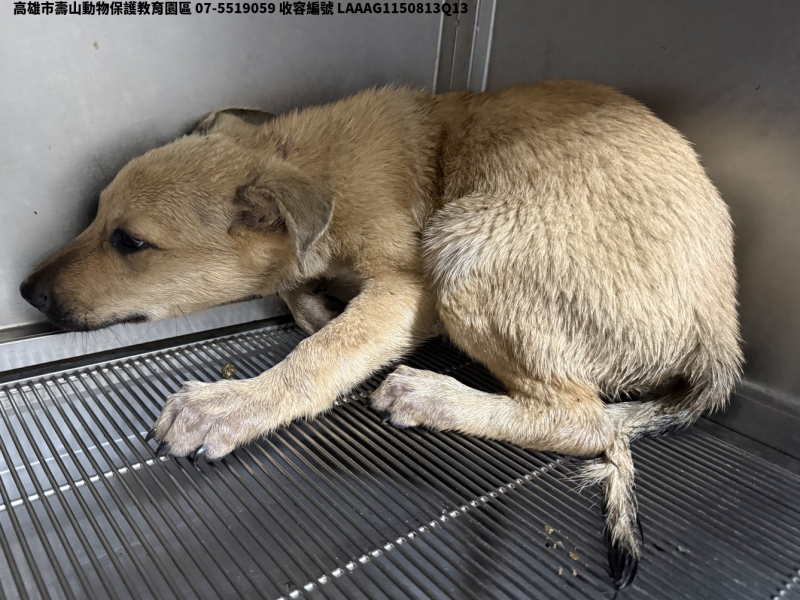 領養小型黃色公犬