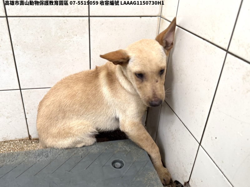 領養小型黃色公犬