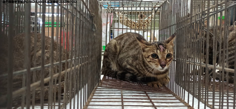 領養小型公犬
