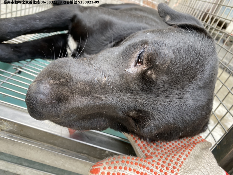 領養大型黑色公犬