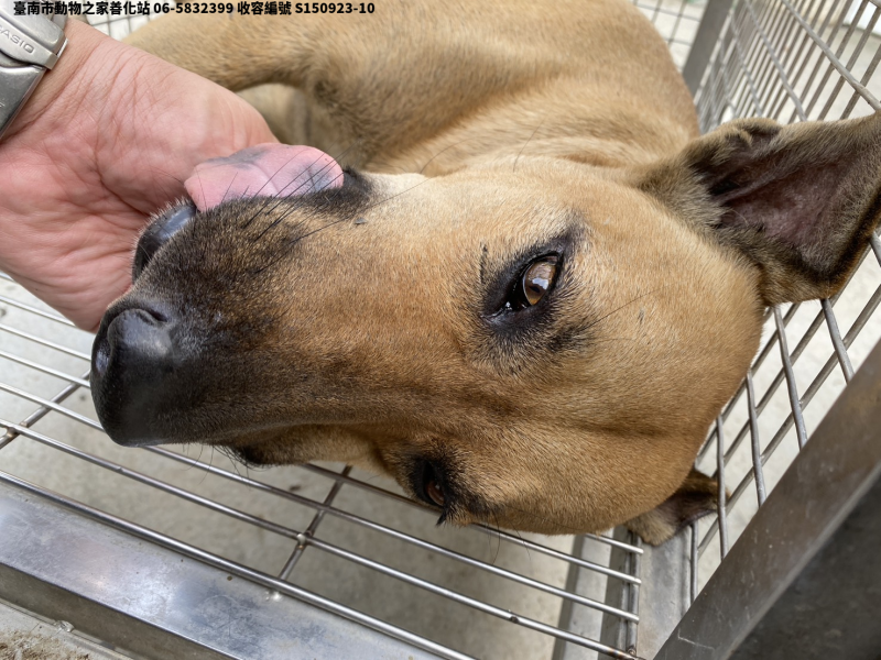 領養大型黃色公犬