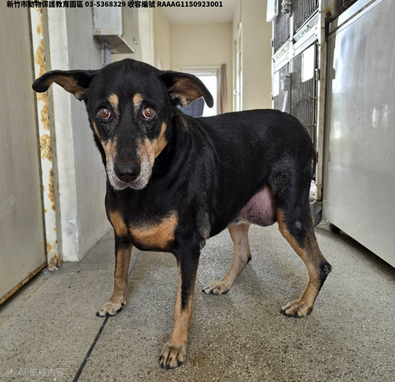 領養中型黑黃色母犬
