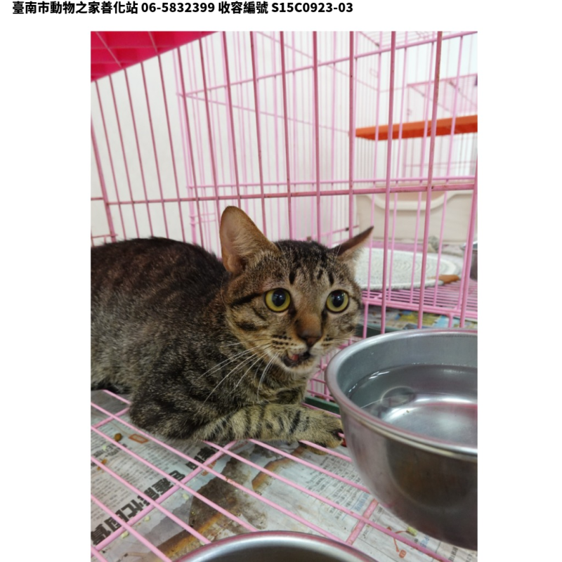 領養中型虎斑色公貓