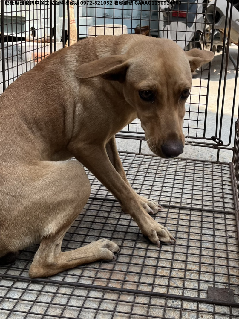 領養中型黃色母犬