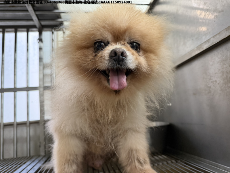 領養小型黃色公犬