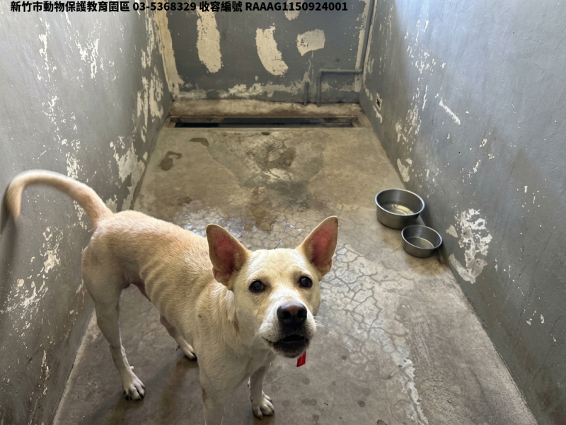 領養中型白色公犬