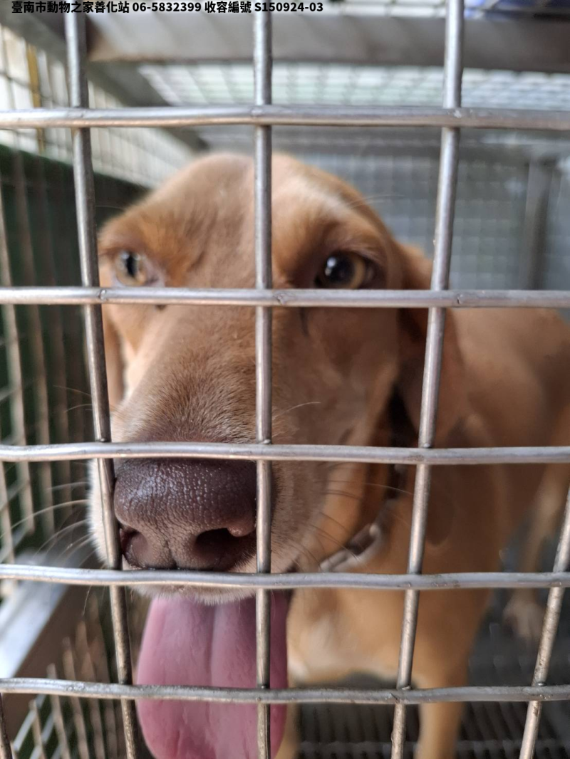 領養中型黃色母犬