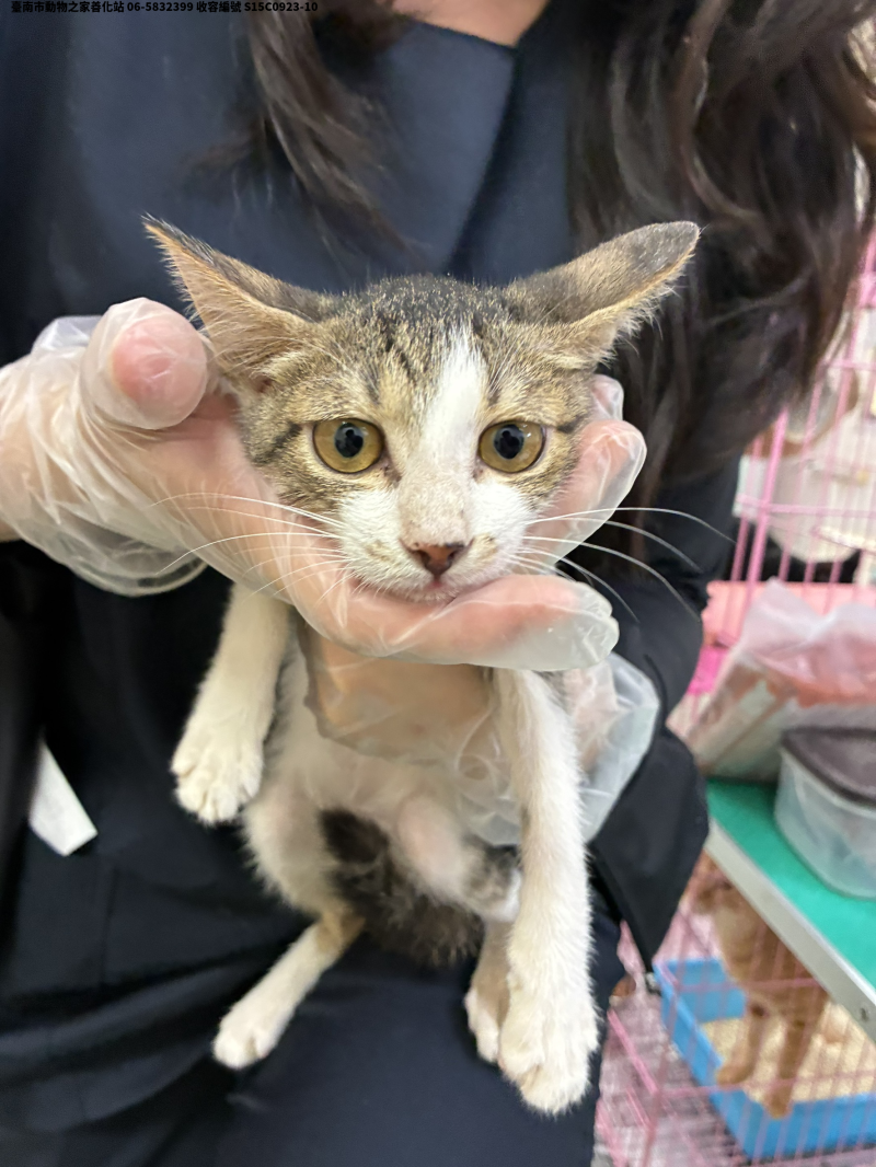 領養中型虎斑白色母貓
