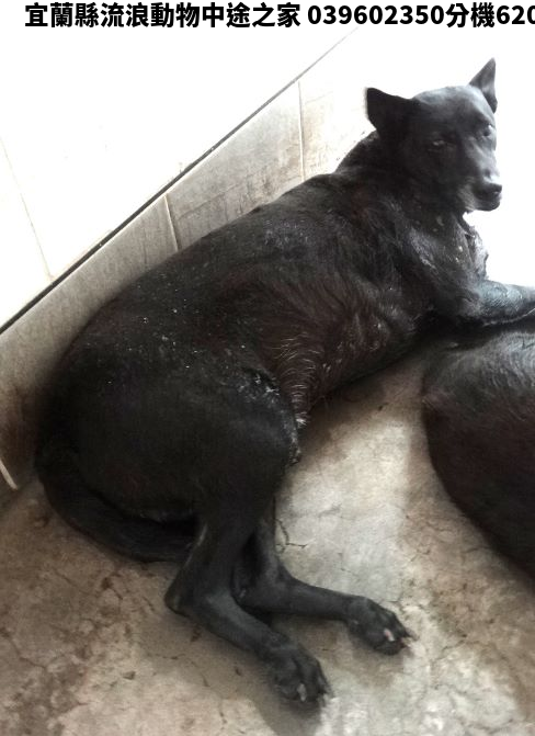 領養大型黑色公犬