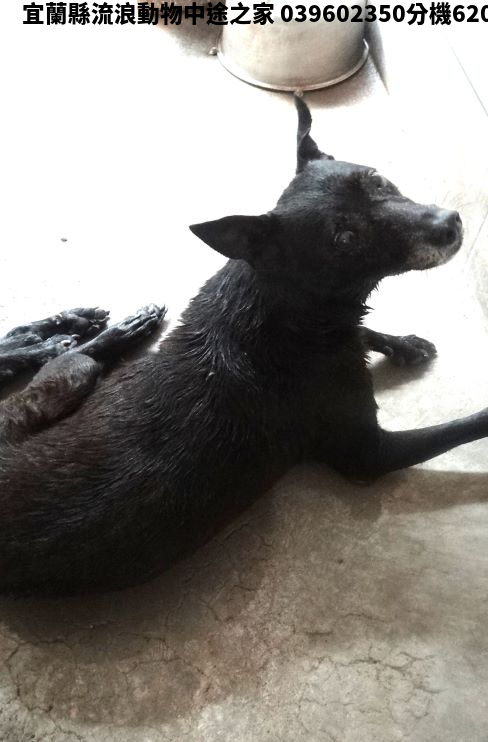 領養大型黑色公犬