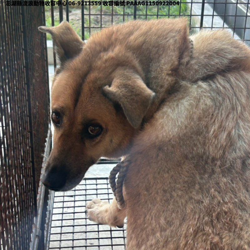 領養大型黃色母犬