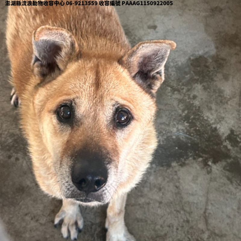 領養大型黃色公犬