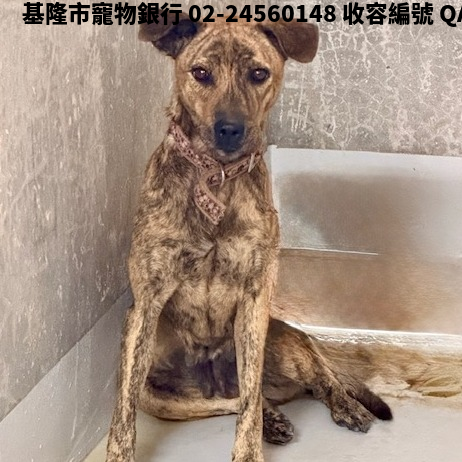 領養大型虎斑色母犬