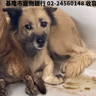 領養大型母犬