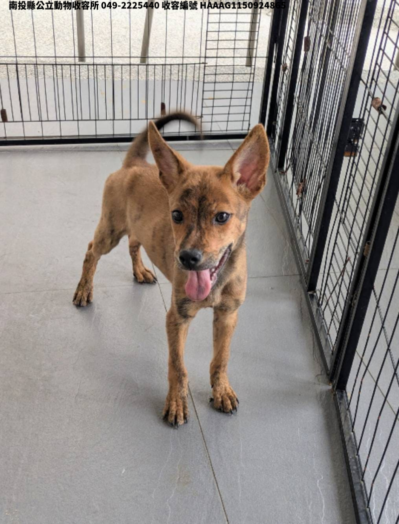 領養小型虎斑色公犬