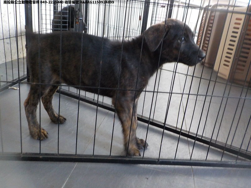領養小型黑虎斑色母犬