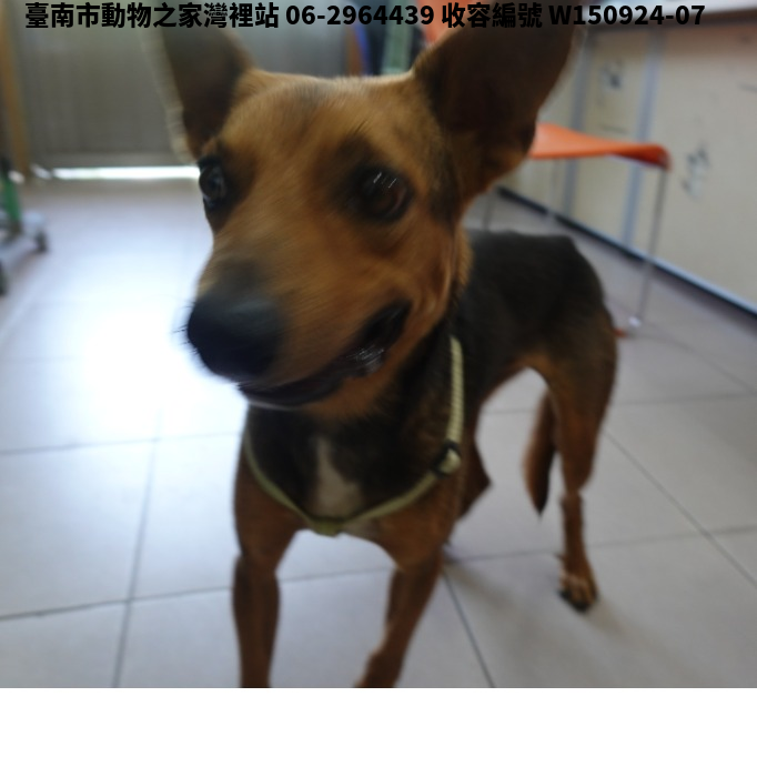 領養中型黑棕色公犬
