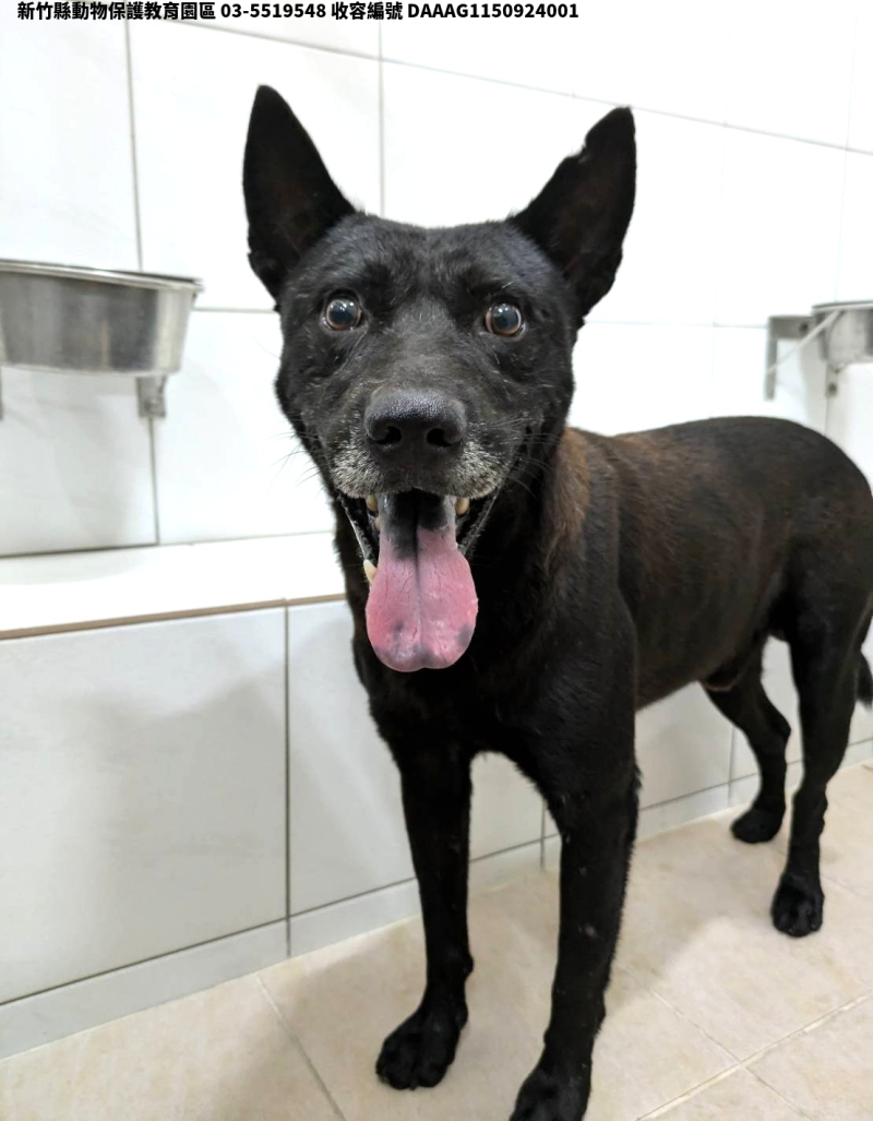 領養中型黑色公犬