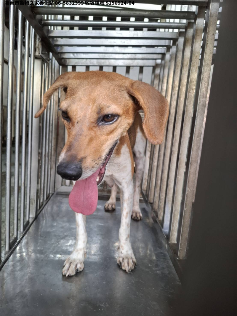 領養中型黃白色母犬