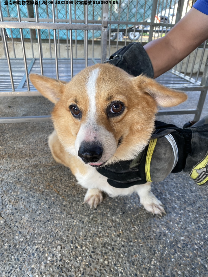 領養中型花色公犬