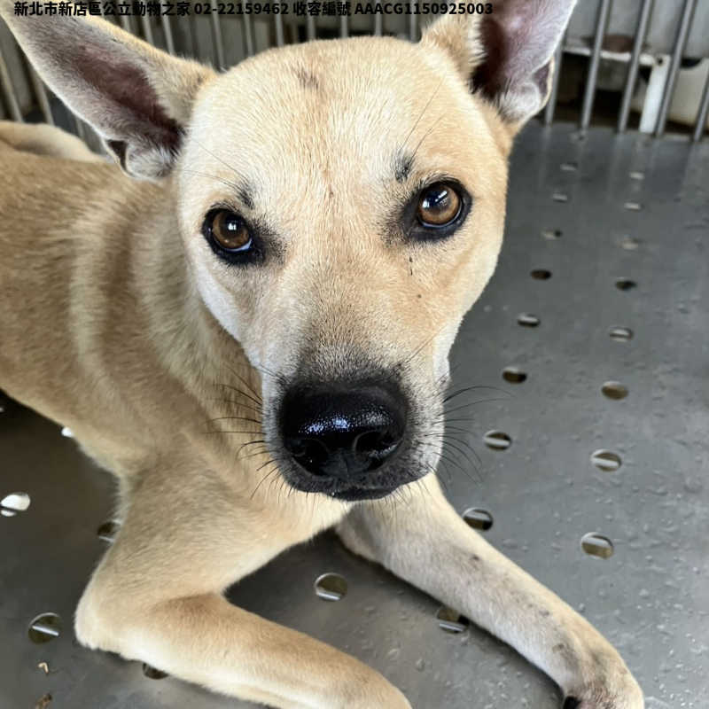 領養中型黃色公犬