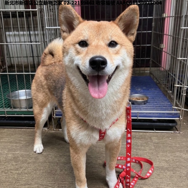 領養小型黃白色母犬