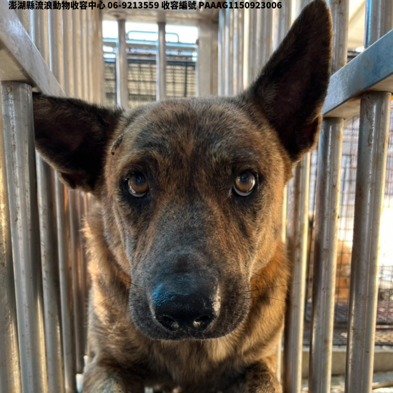 領養大型虎斑色公犬