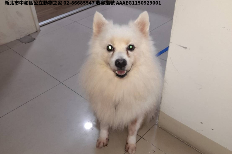 領養中型白色公犬