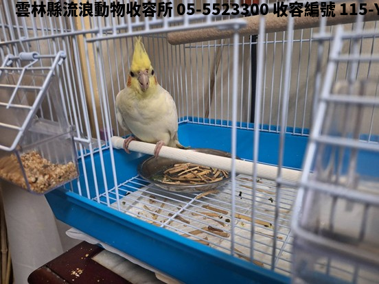 領養中型黃白色公其他