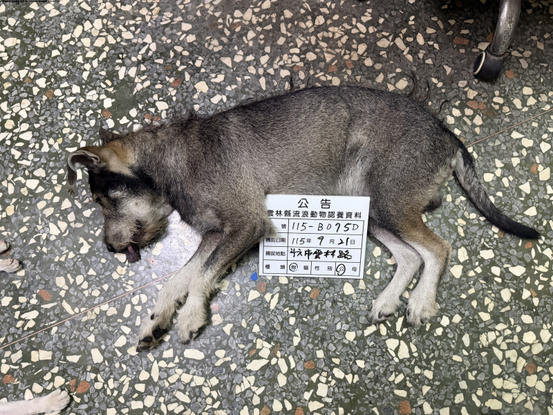 領養大型黑灰色公犬