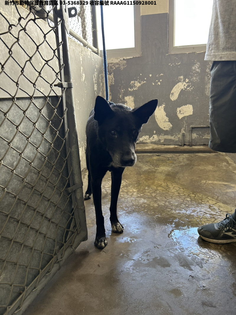 領養中型黑色公犬