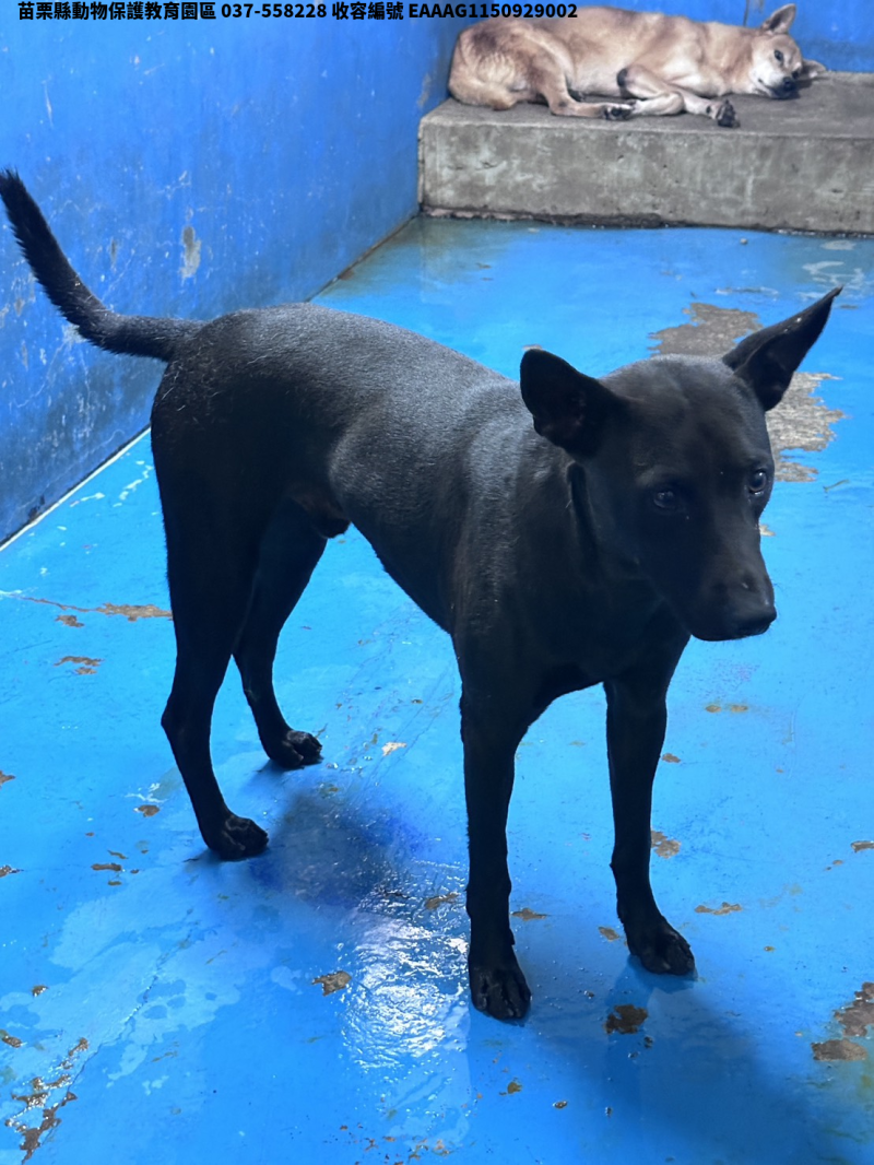 領養大型黑色公犬